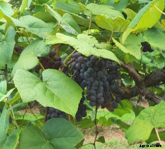 Bunch Grapes