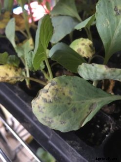 Selecting Good Seeds or Plants