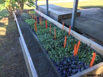 Selecting Good Seeds or Plants