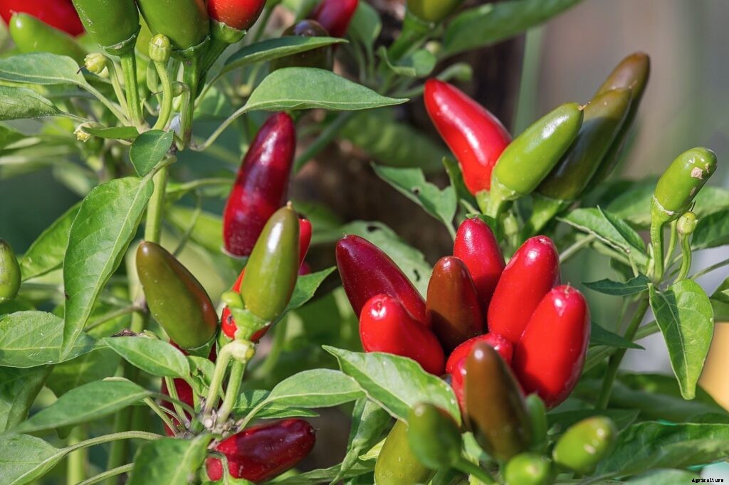 How Many Peppers Per Plant? Let’s Count Popular Types