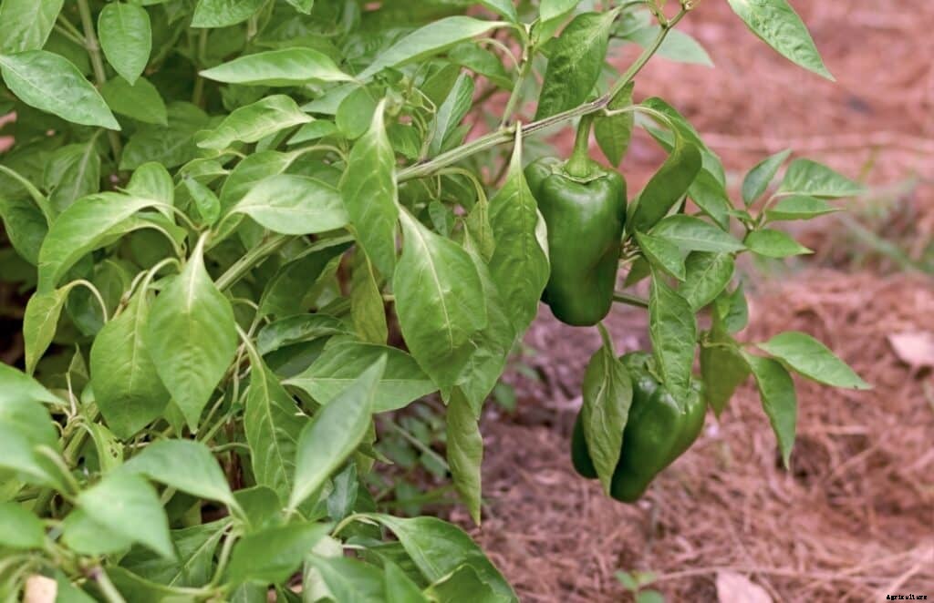10 Best Pepper Companion Plants (And 5 To Avoid!)