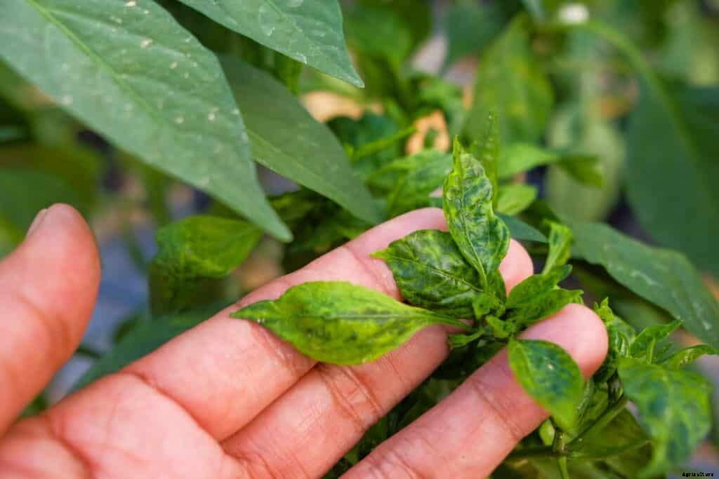 12 Common Pepper Plant Diseases And Pepper Problems