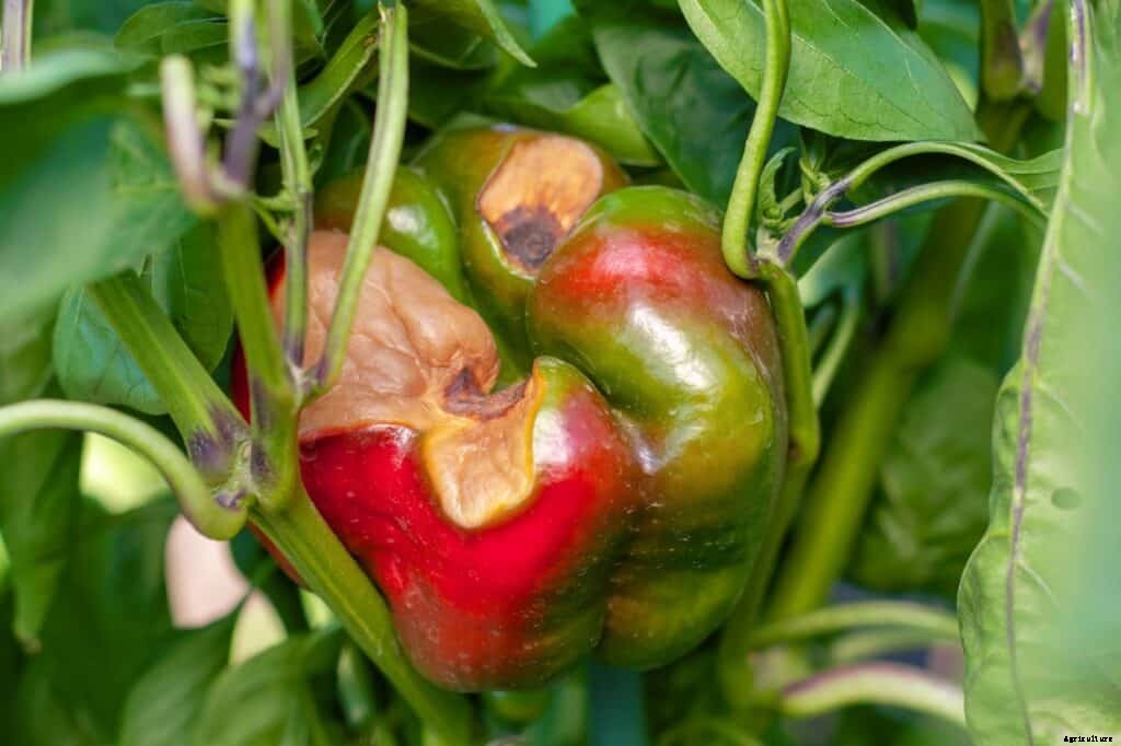12 Common Pepper Plant Diseases And Pepper Problems