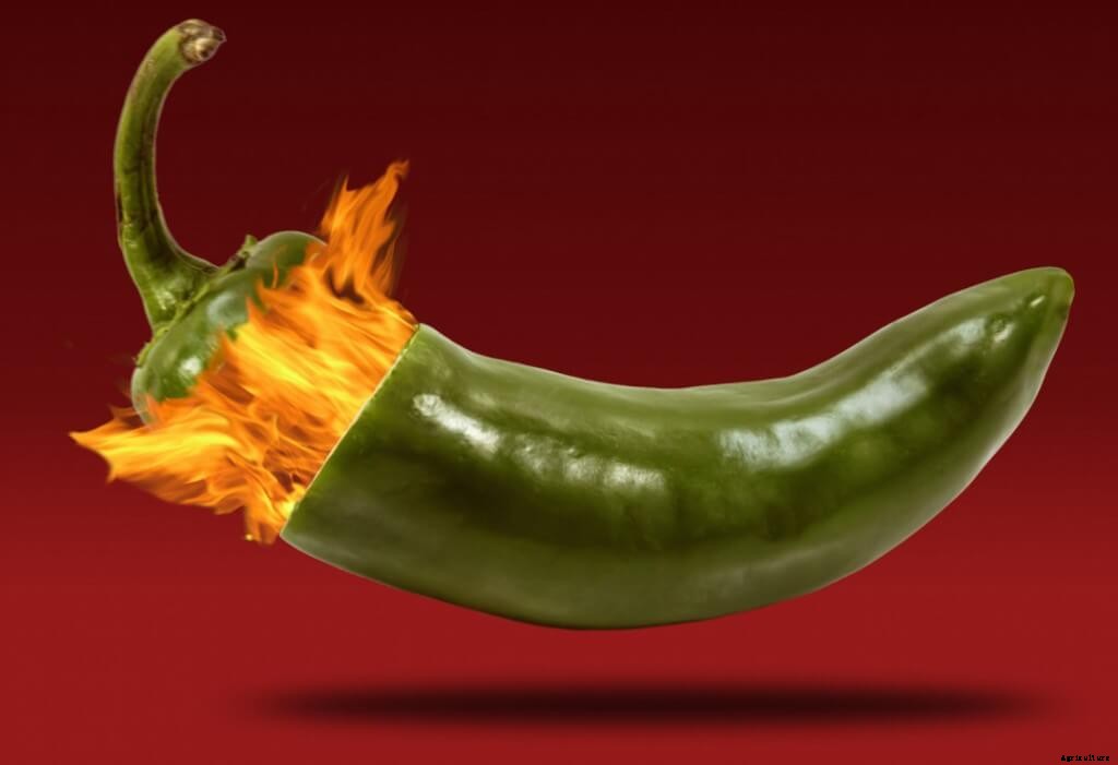 How To Grow Hotter Peppers: Five Simple Steps