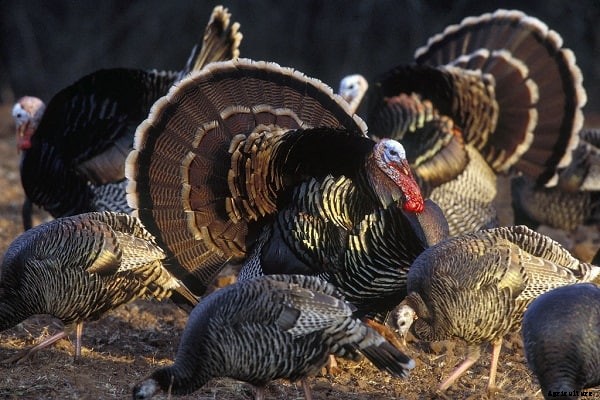 Turkey Farming – A complete guide with facts for beginners