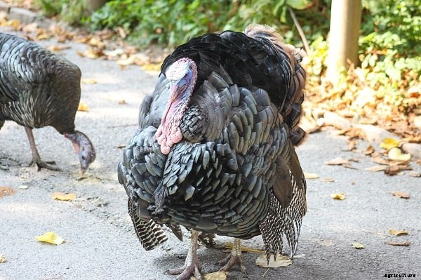 Turkey Farming – A complete guide with facts for beginners