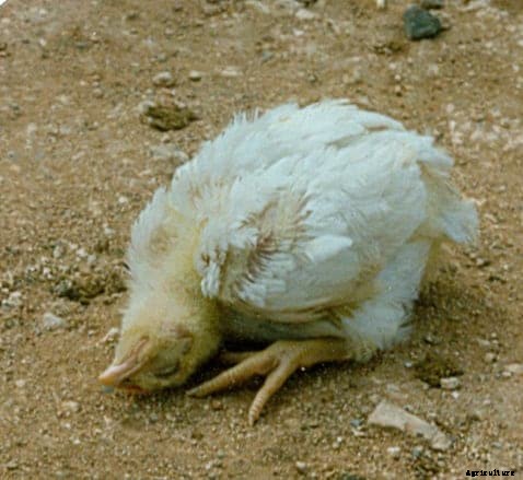 Newcastle Disease; Causes, Symptoms, Treatment and Prevention Tips