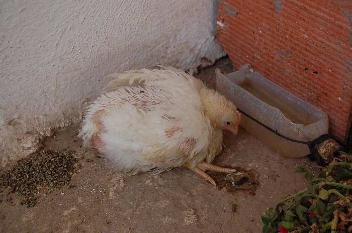 Newcastle Disease; Causes, Symptoms, Treatment and Prevention Tips