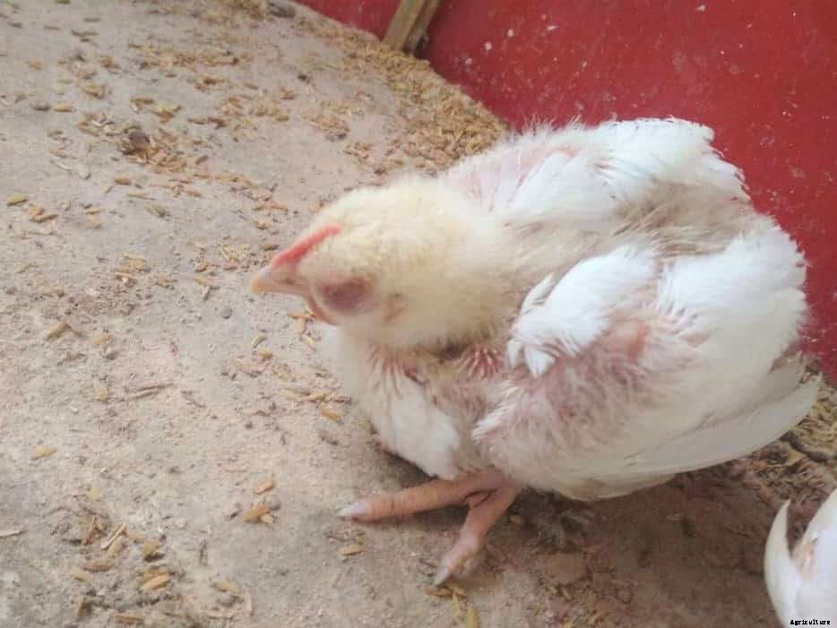 Newcastle Disease; Causes, Symptoms, Treatment and Prevention Tips