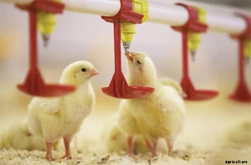 Poultry Farm Equipment: All You Need to Start Poultry Farming