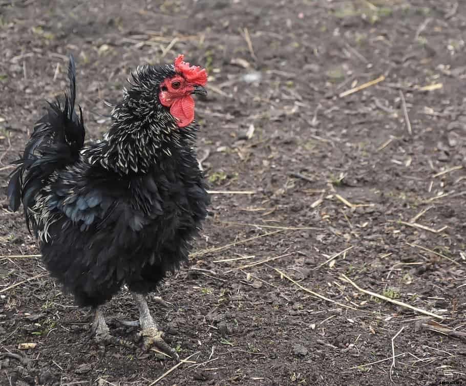 Frizzle Chicken – Characteristics, Origin, Breed Info and Lifespan.