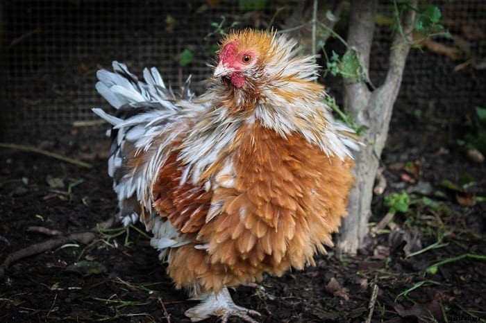 Frizzle Chicken – Characteristics, Origin, Breed Info and Lifespan.