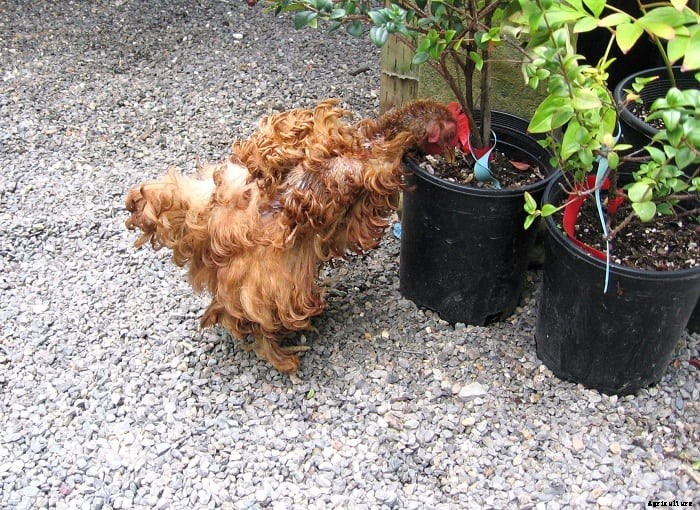 Frizzle Chicken – Characteristics, Origin, Breed Info and Lifespan.