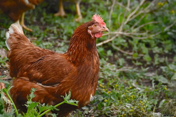 When Do Chickens Start Laying Eggs Regularly?