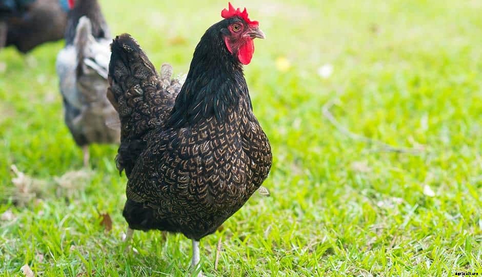 Barnevelder Chicken – Characteristics, Origin, Breed Info and Lifespan