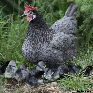 Minorca Chicken – Characteristics, Origin, Breed Info and Lifespan