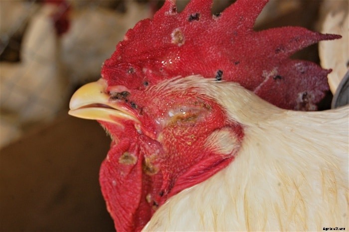 Fowl Pox Disease – Causes, Symptoms, Treatment and Prevention Tips