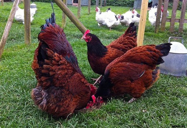 Sussex Chicken – Characteristics, Origin, Breed Info and Lifespan