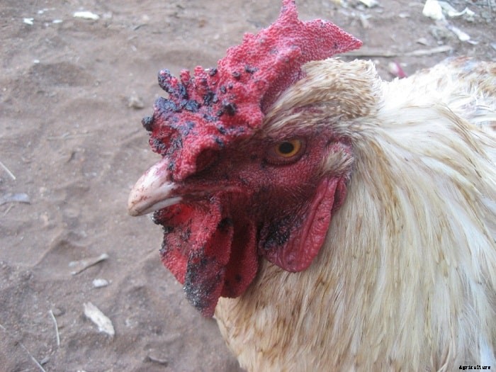 Chicken Diseases: Causes, Symptoms, Treatment and Prevention Tips