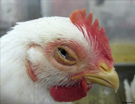 Chicken Diseases: Causes, Symptoms, Treatment and Prevention Tips