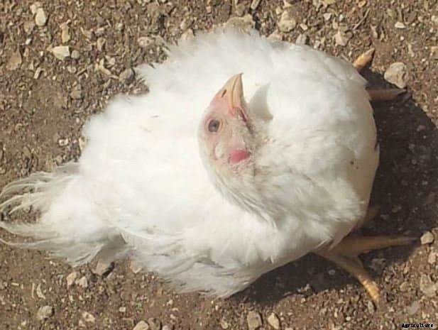 Chicken Diseases: Causes, Symptoms, Treatment and Prevention Tips
