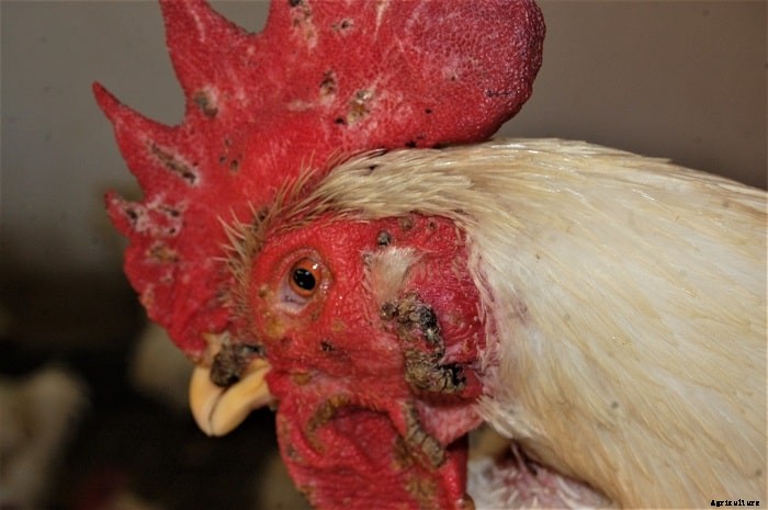 Chicken Diseases: Causes, Symptoms, Treatment and Prevention Tips