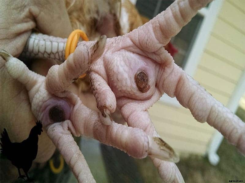 Chicken Diseases: Causes, Symptoms, Treatment and Prevention Tips