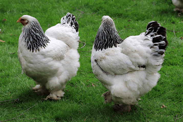 Brahma Chicken – Characteristics, Origin, Breed Info and Lifespan