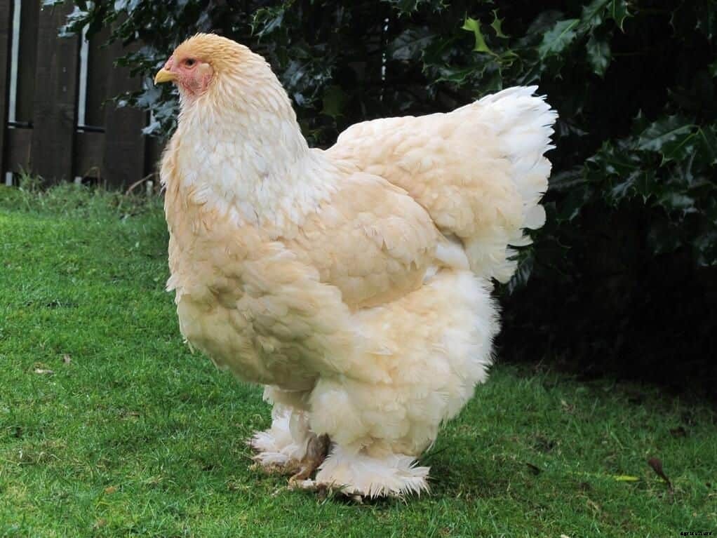 Brahma Chicken – Characteristics, Origin, Breed Info and Lifespan