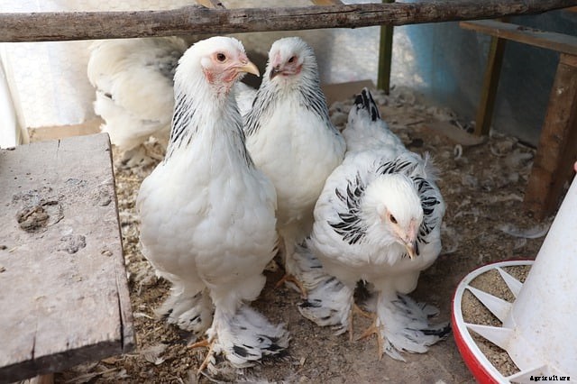 Brahma Chicken – Characteristics, Origin, Breed Info and Lifespan
