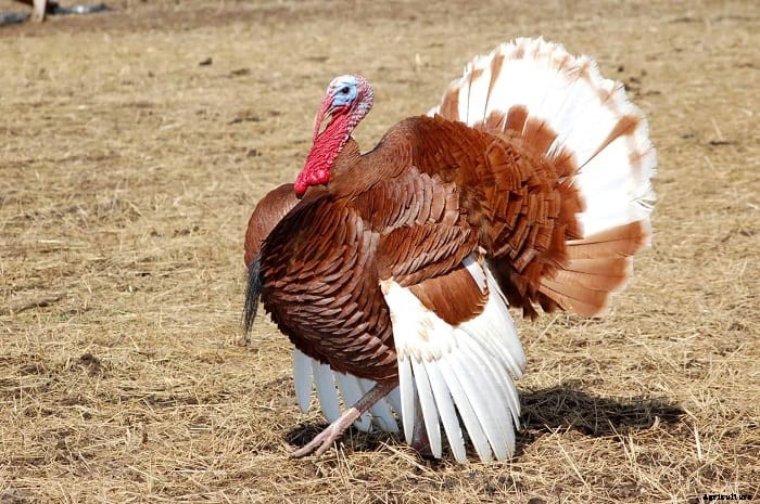 Turkey Breeds: Top 11 Breeds for Turkey Farming Business