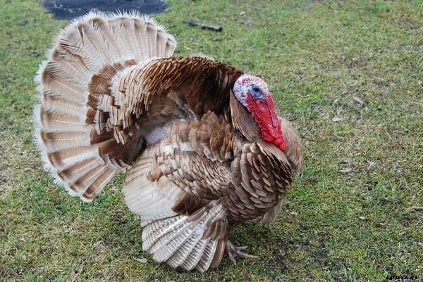 Turkey Breeds: Top 11 Breeds for Turkey Farming Business