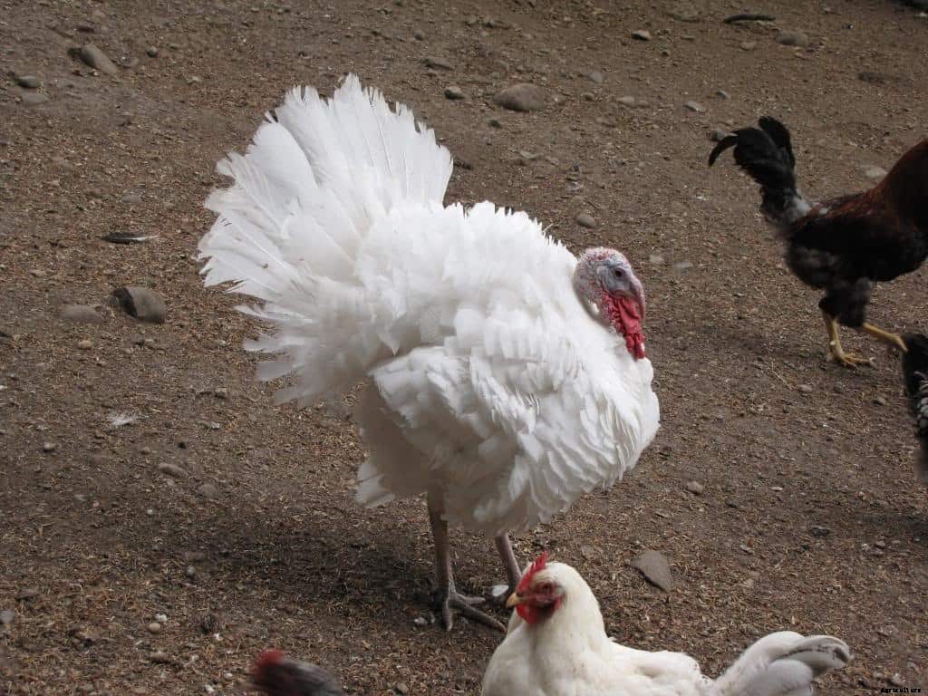 Turkey Breeds: Top 11 Breeds for Turkey Farming Business