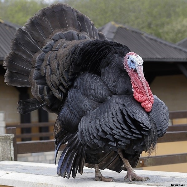 Turkey Breeds: Top 11 Breeds for Turkey Farming Business
