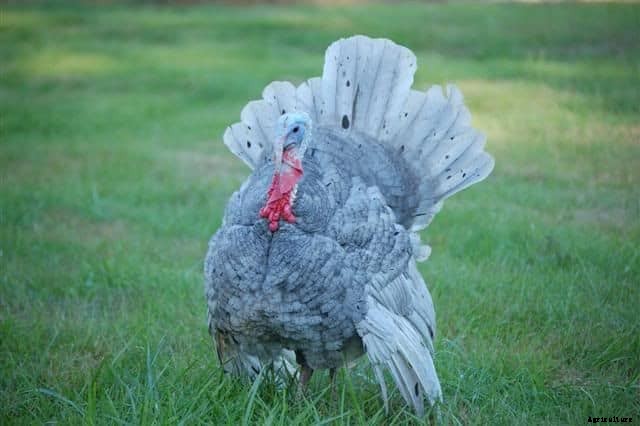 Turkey Breeds: Top 11 Breeds for Turkey Farming Business