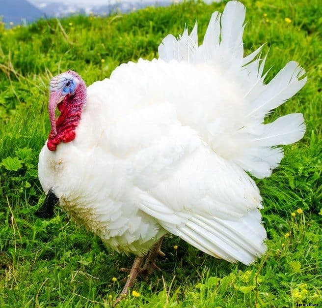Turkey Breeds: Top 11 Breeds for Turkey Farming Business