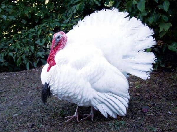 Turkey Breeds: Top 11 Breeds for Turkey Farming Business