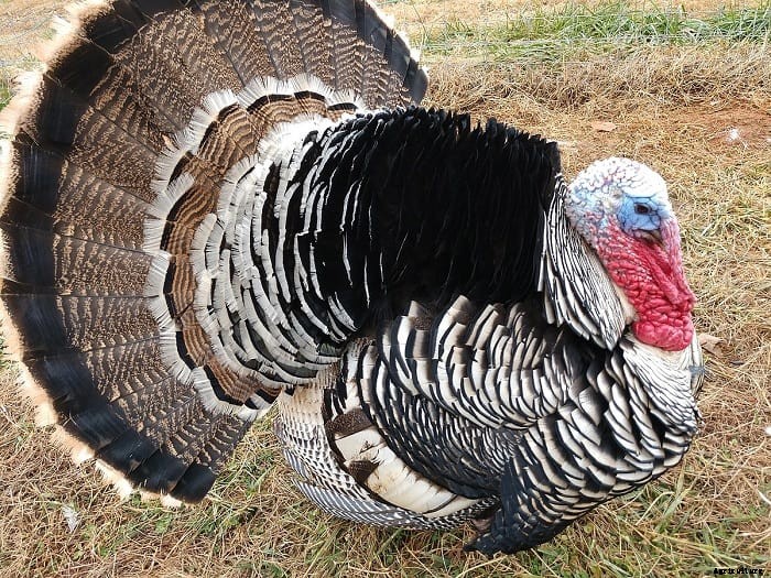 Turkey Breeds: Top 11 Breeds for Turkey Farming Business