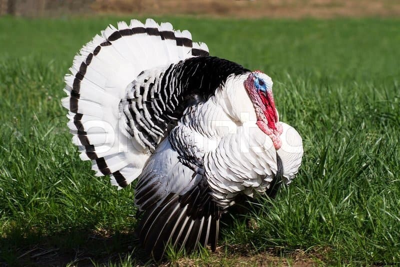 Turkey Breeds: Top 11 Breeds for Turkey Farming Business