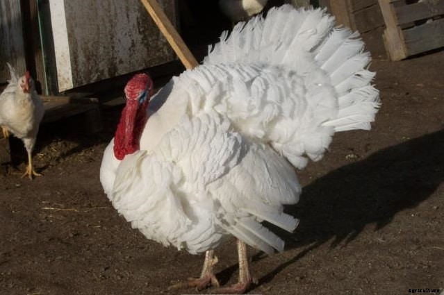 Turkey Breeds: Top 11 Breeds for Turkey Farming Business