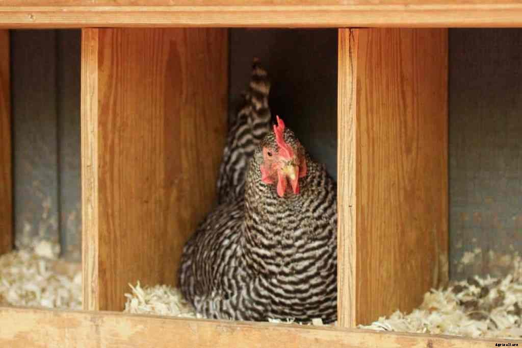 How to Make Simple DIY Chicken Nesting Boxes