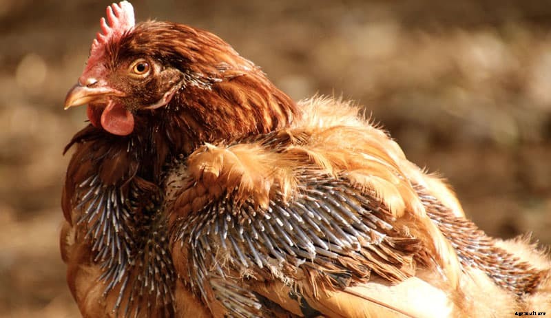 Chicken Molting? Use These Helpful Tips as a Solution