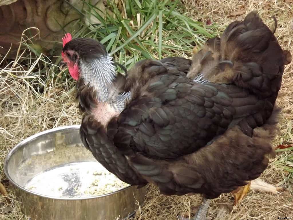 Chicken Molting? Use These Helpful Tips as a Solution