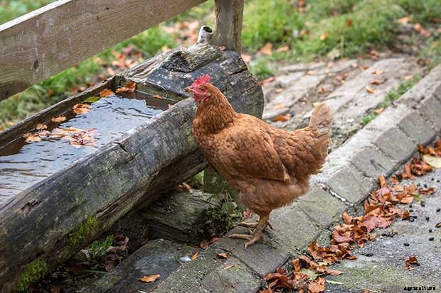 How Do You Get Rid of Worms in Chickens?