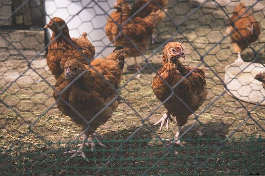 How Do You Get Rid of Worms in Chickens?