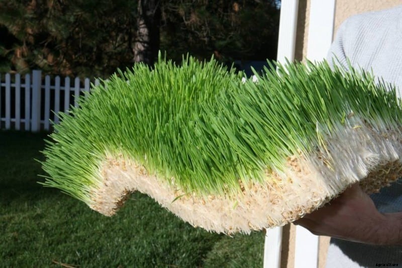 How to Make Fodder for Chickens [Reduce Feed Cost]