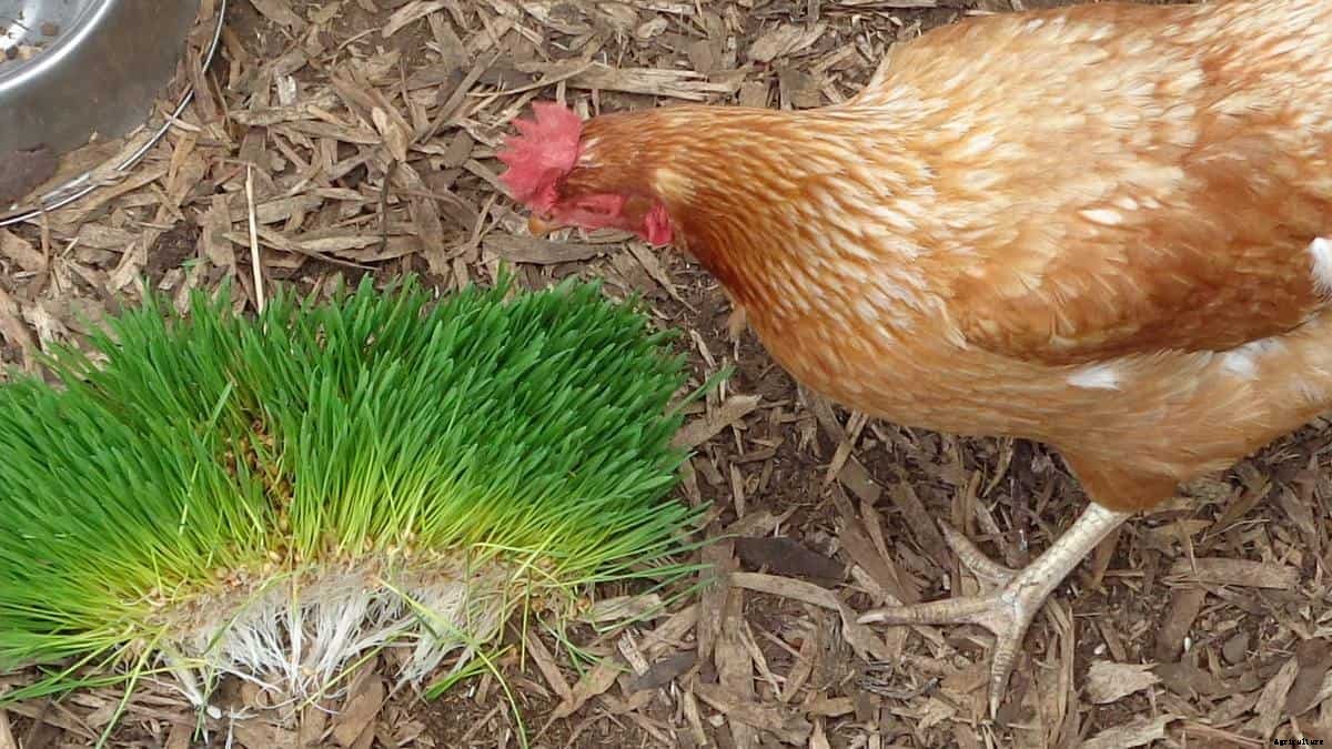 How to Make Fodder for Chickens [Reduce Feed Cost]