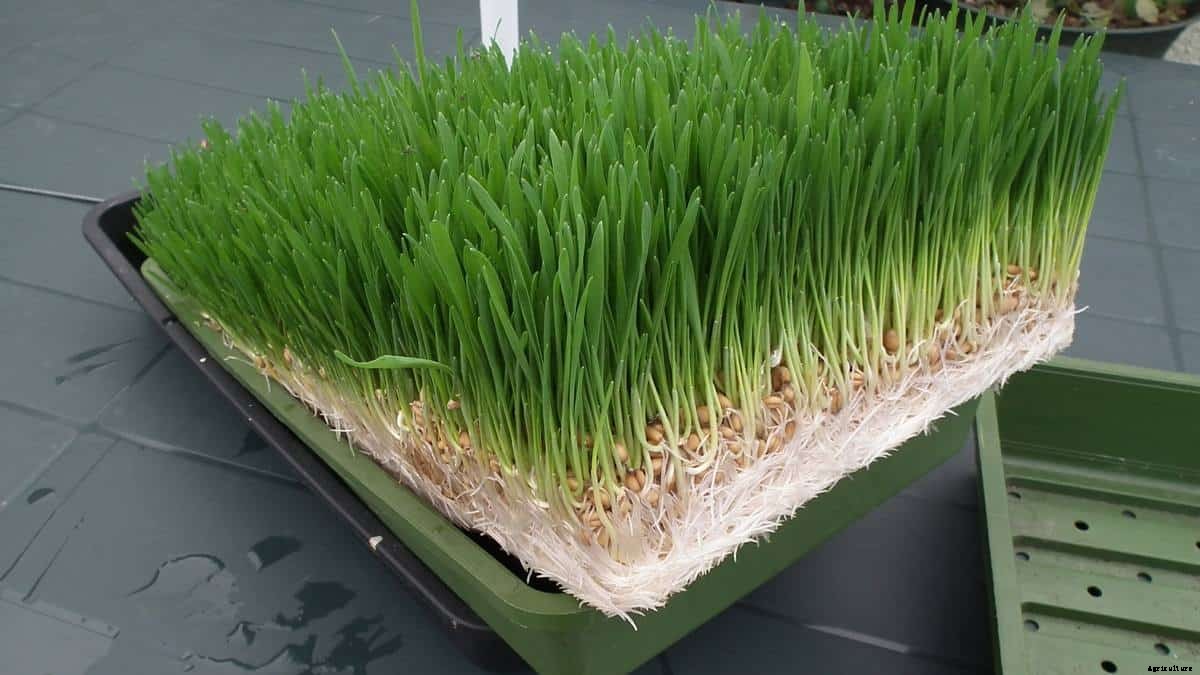 How to Make Fodder for Chickens [Reduce Feed Cost]