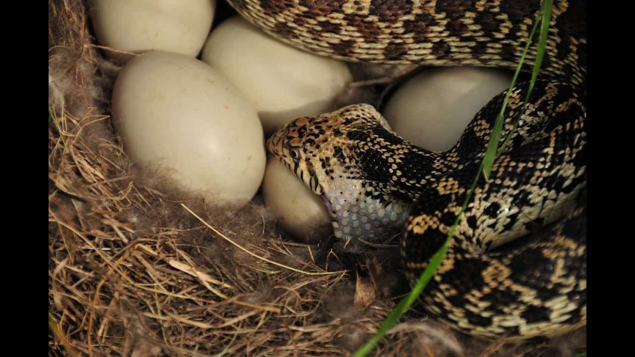 List of Chicken Predators and How to Get Them Out of Your Chicken Coop.