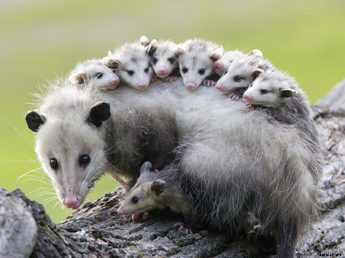 List of Chicken Predators and How to Get Them Out of Your Chicken Coop.